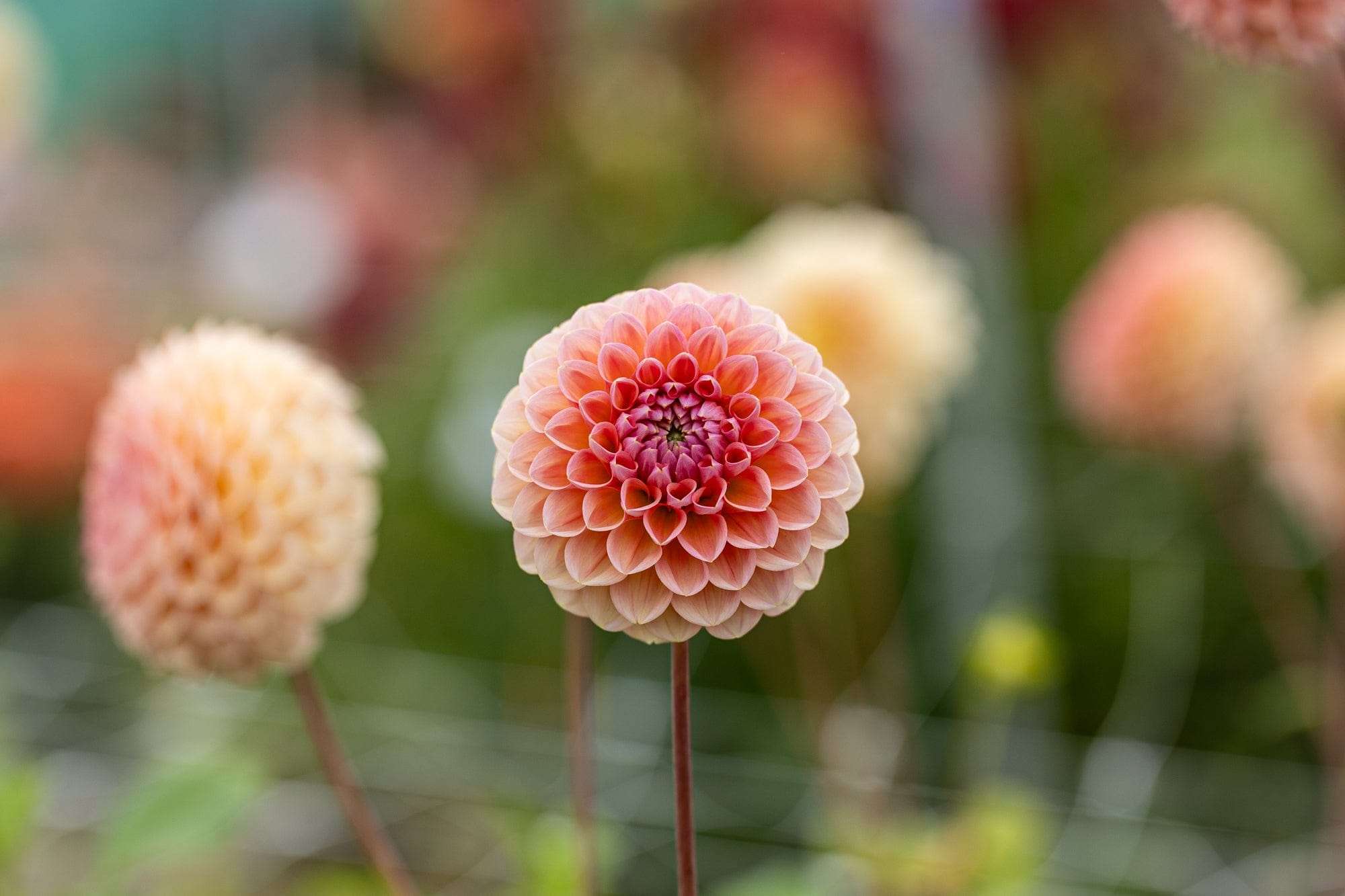 Dahlia 'Linda's Baby'